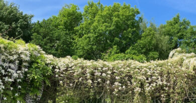 Avondwandeling 5 mei
