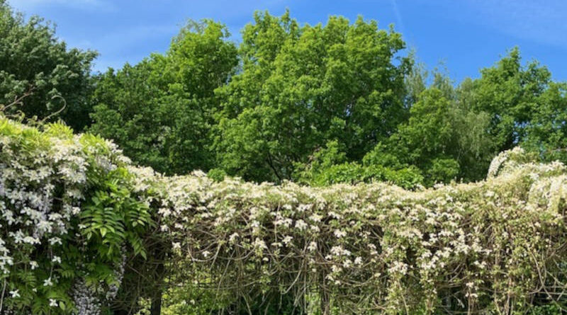 Avondwandeling 5 mei