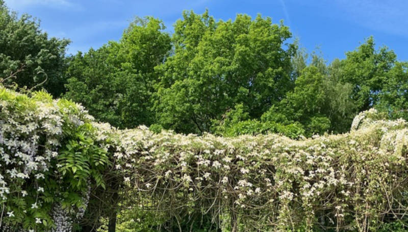 Avondwandeling 5 mei